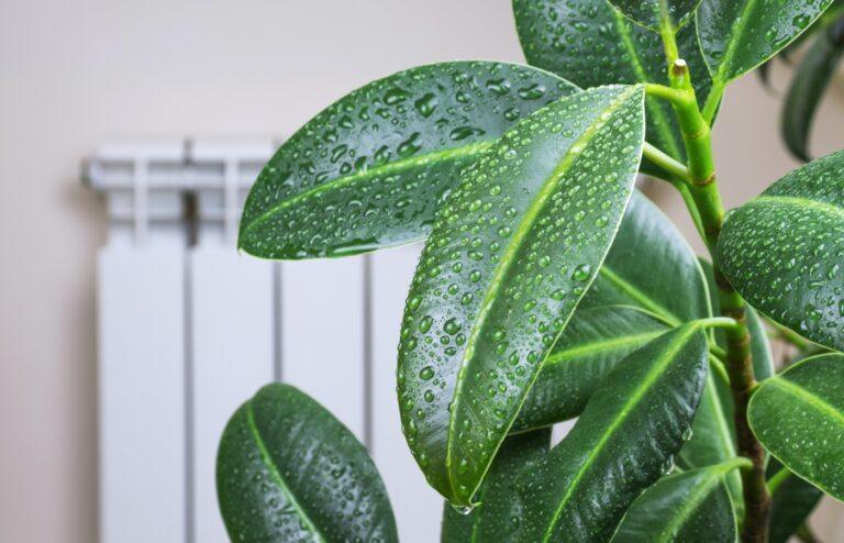 plantes humidité salle de bain