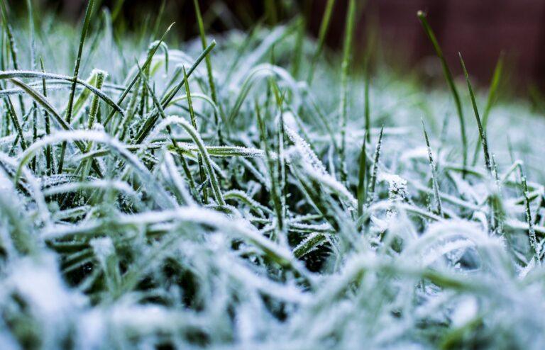 pelouse hiver