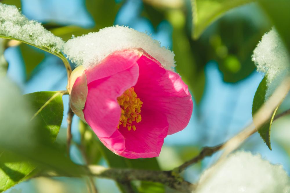 plantes résistent au froid