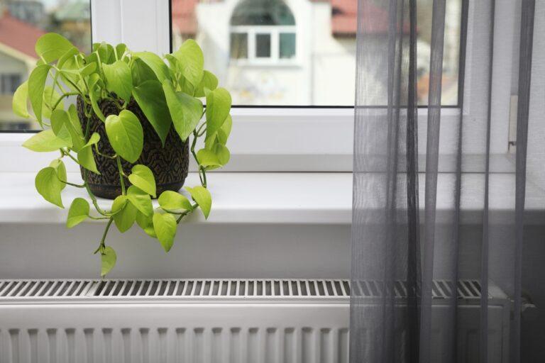 plante radiateur hiver