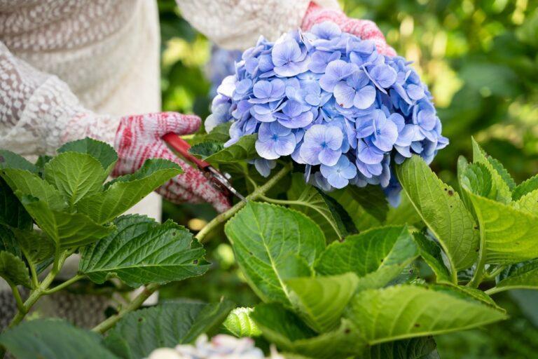 quand et comment tailler hortensias