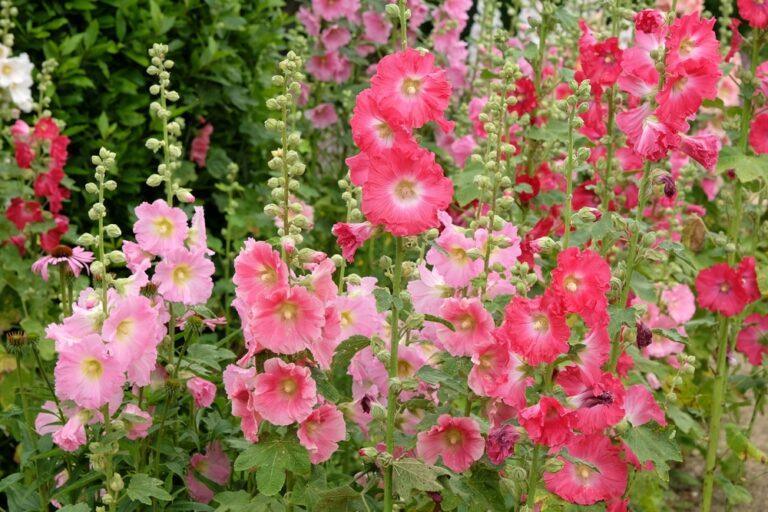 planter la rose trémière