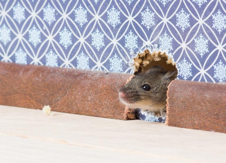 se débarrasser souris dans les murs
