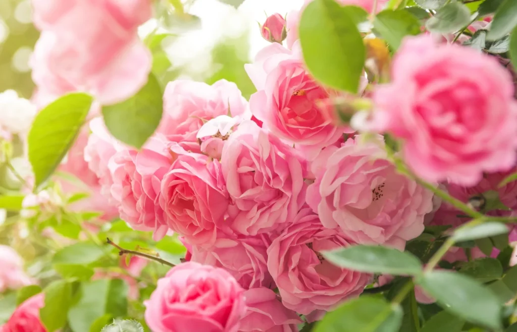 comment planter rosier