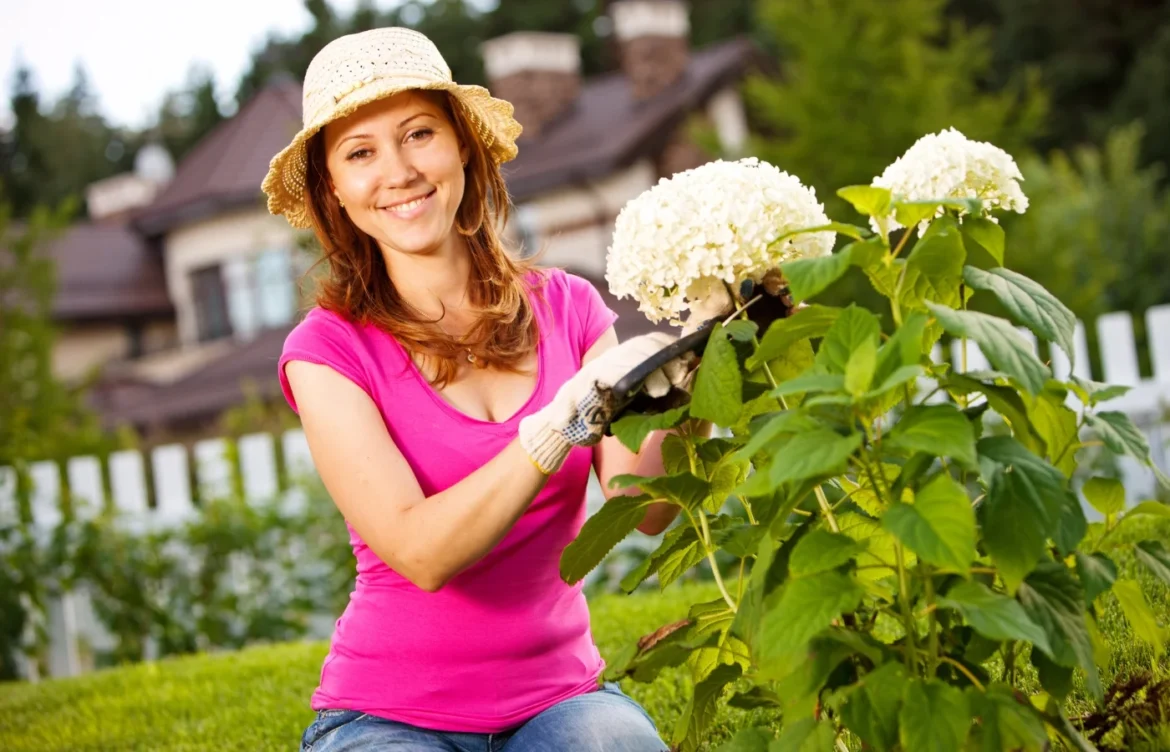comment tailler hortensias