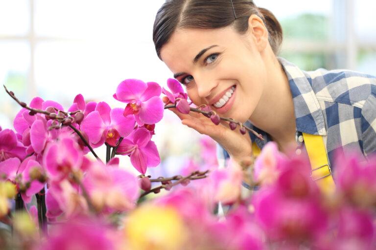 orchidee