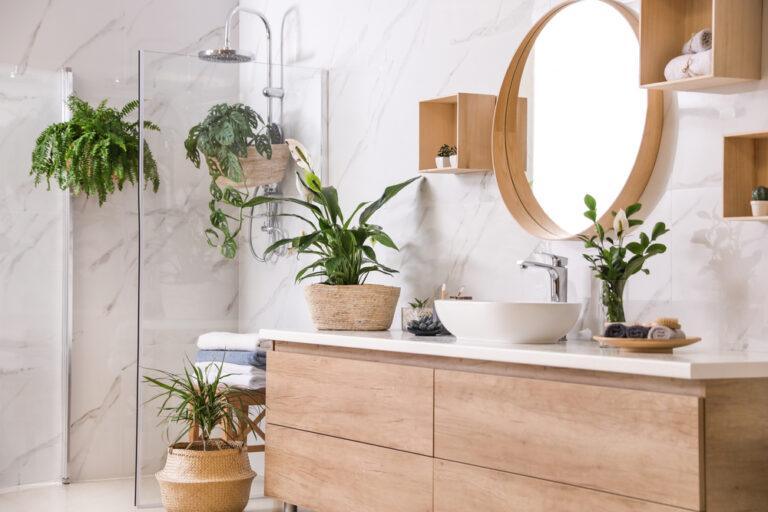 plantes absorber humidité salle de bain