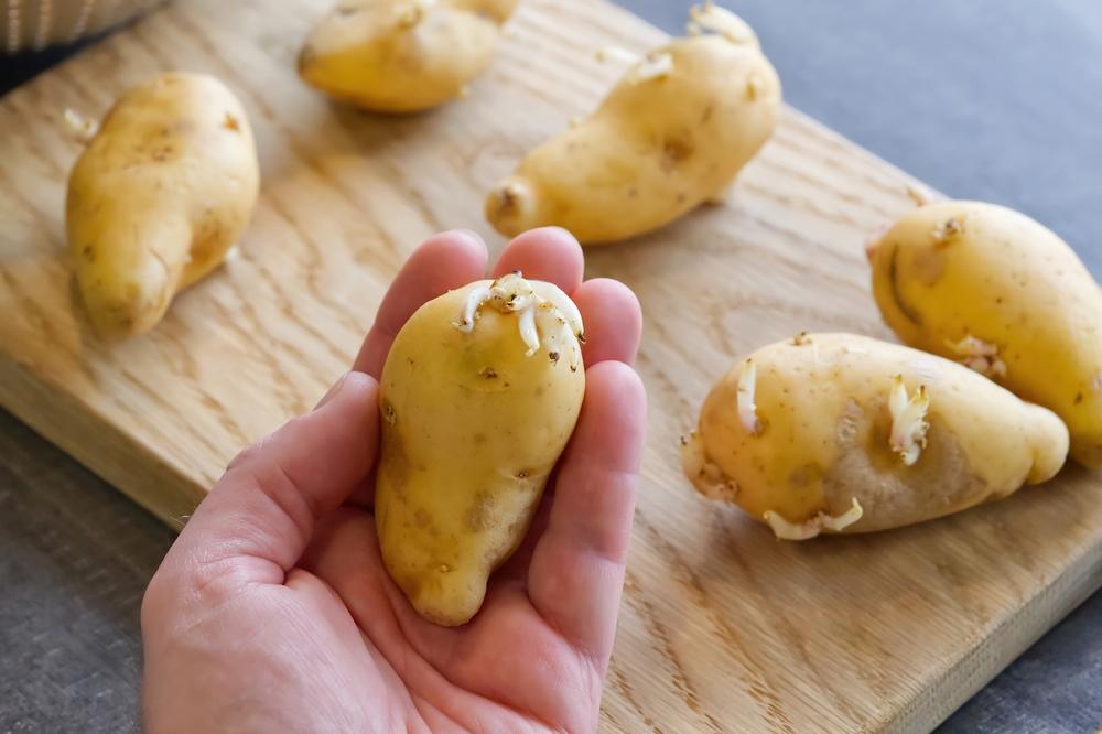 réutiliser pommes de terre germées