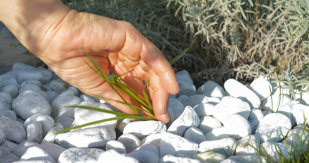 mauvaises herbes allée