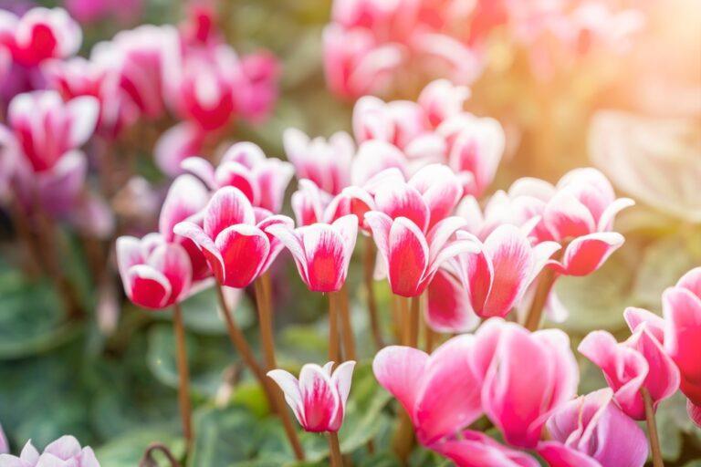 quand tailler cyclamens