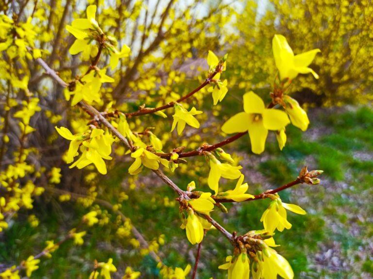 taille du forsythia quand et comment