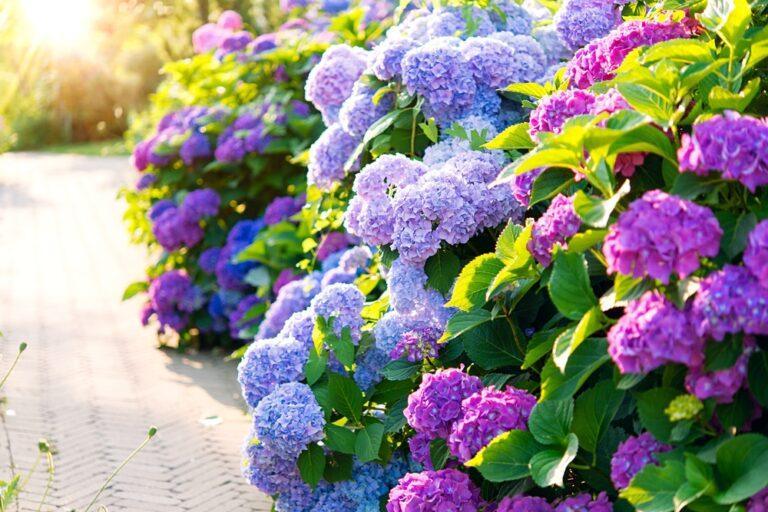 bon moment tailler hortensias