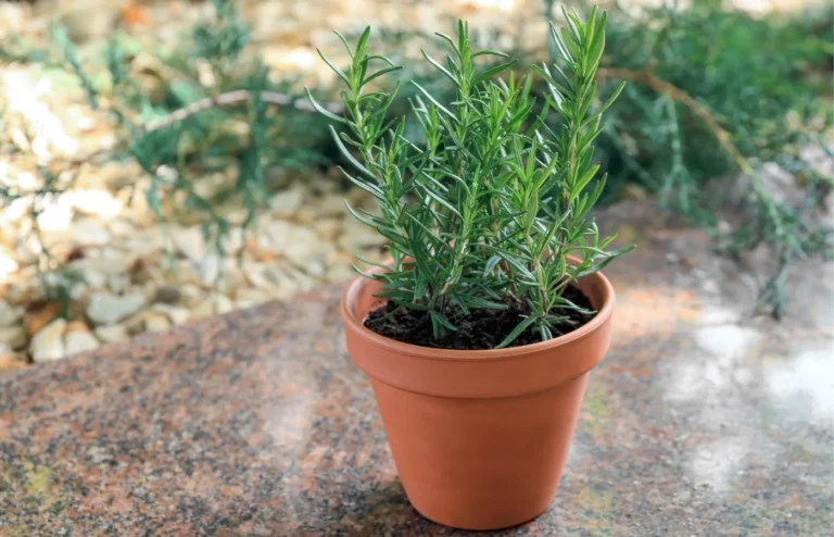 planter romarin
