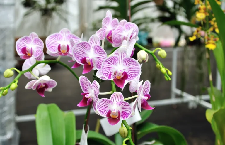 booster floraison orchidées