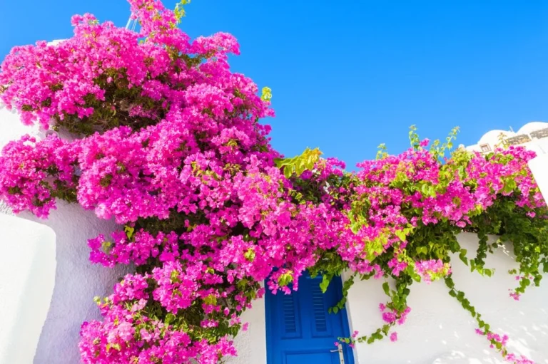 bougainvillier solutions floraison