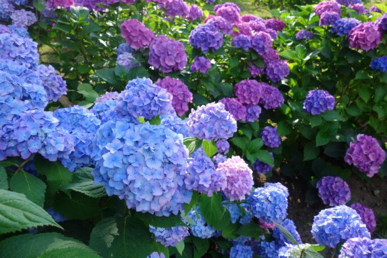 quand et comment tailler hortensias