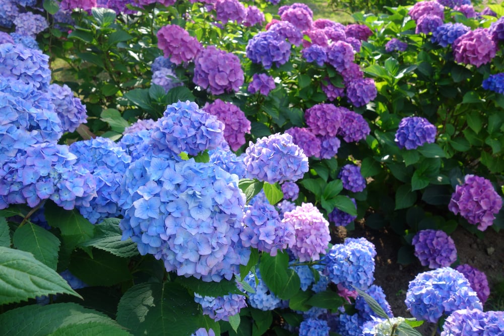 quand et comment tailler hortensias