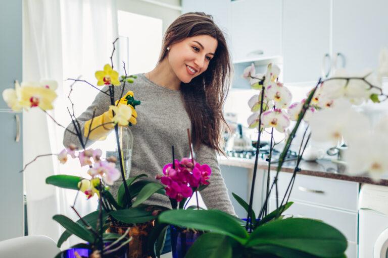 astuce floraison éclatante plantes d'intérieur