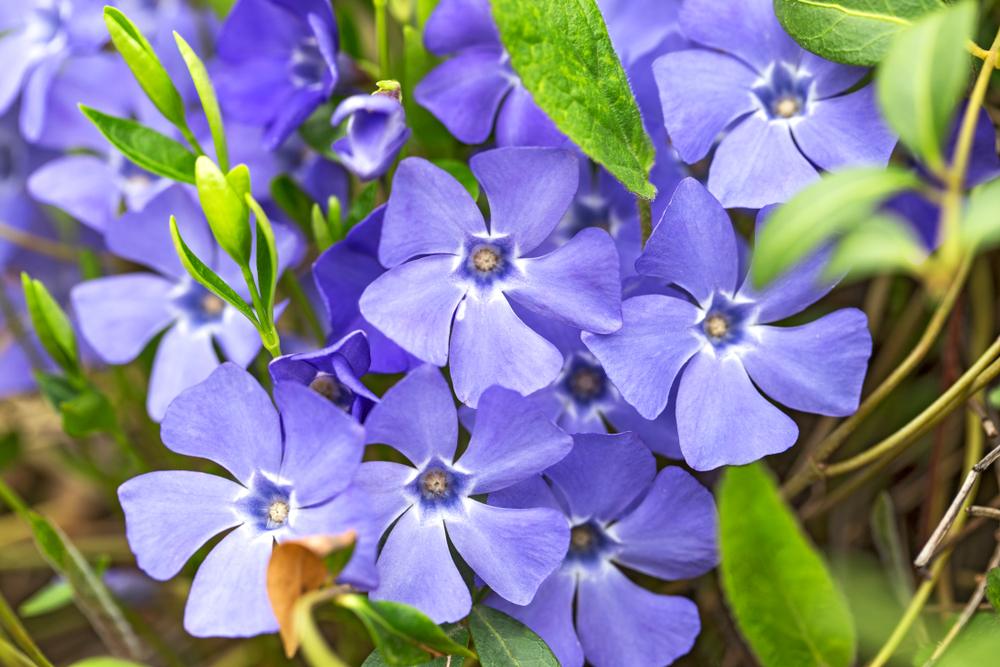 plantes couvre sol