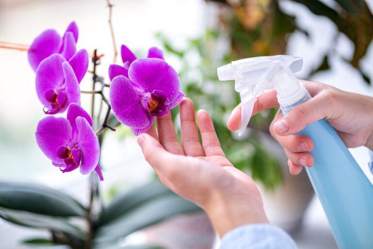 entretien orchidée