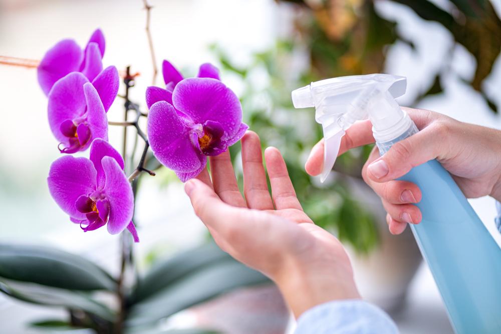 entretien orchidée