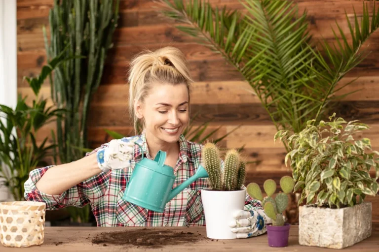 arroser ses cactus
