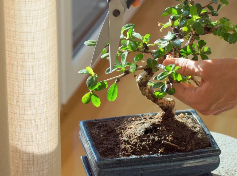 entretien ficus bonsai