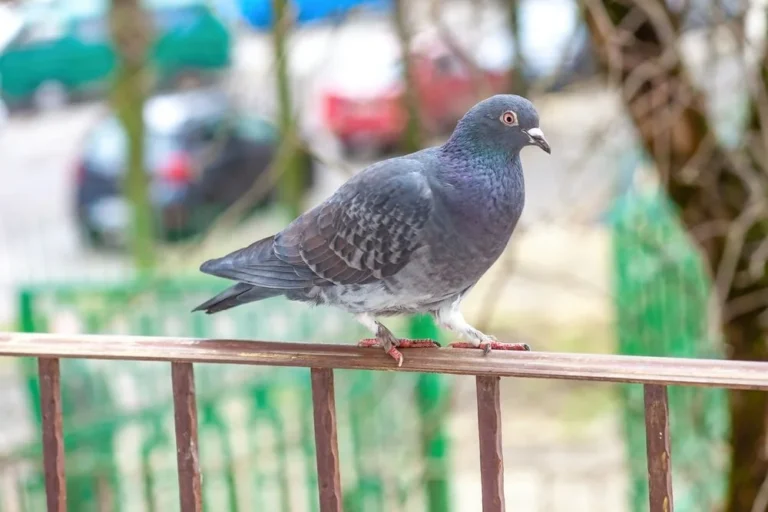 5 astuces se débarrasser pigeons