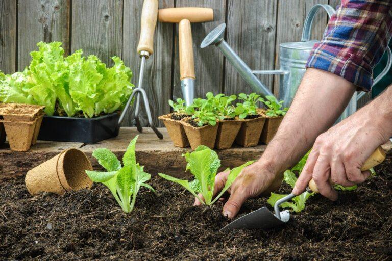 3 engrais naturels potager