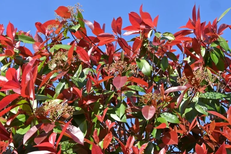 taille photinia erreur