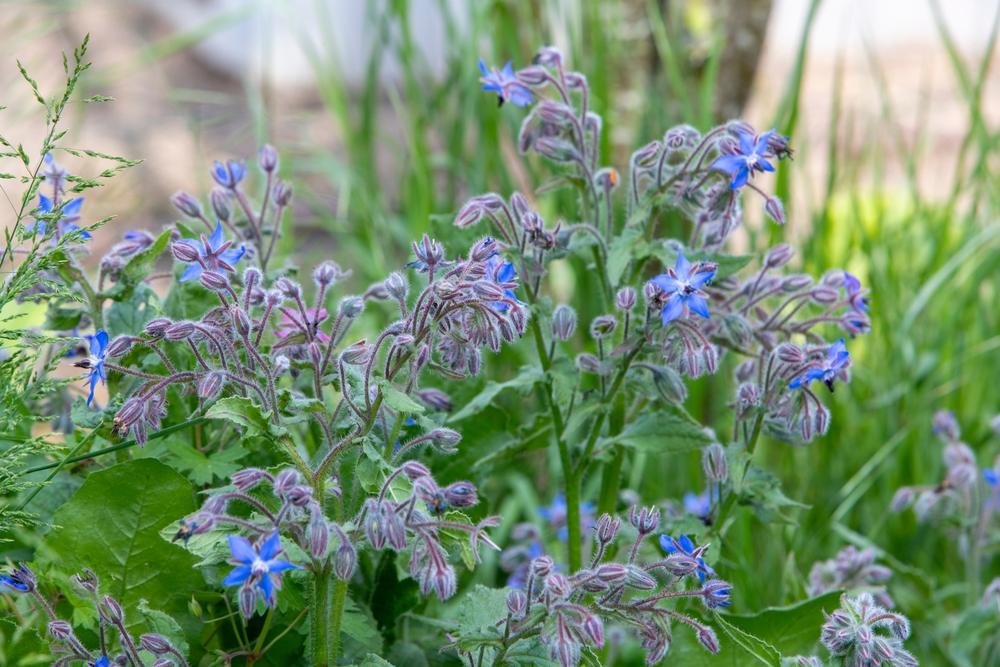 Bourrache officinale