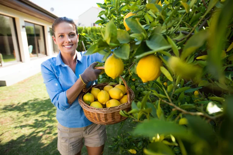 savoir si citronnier va faire des fruits