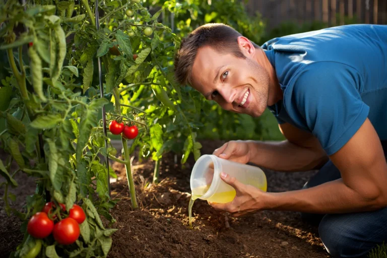 engrais oublié tomates