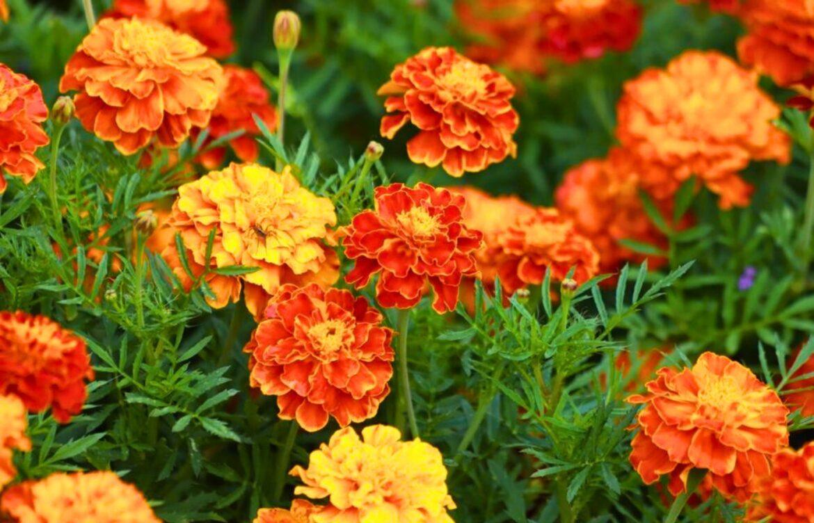 fleur anti moustiques