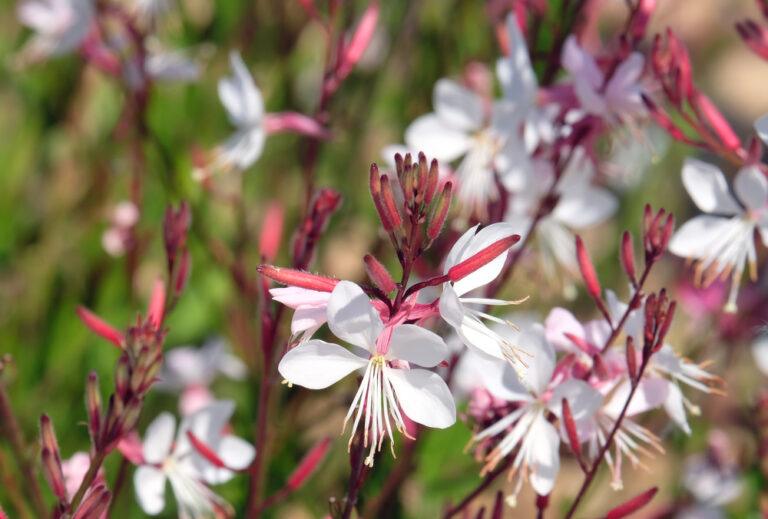 gaura
