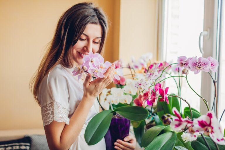 floraison orchidee
