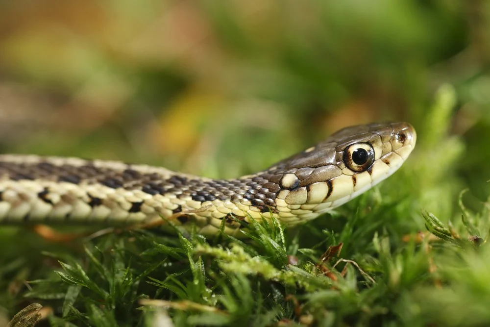 arbre fruitier attire serpent