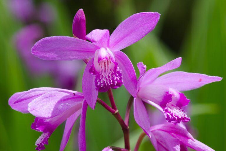 bletilla