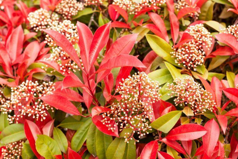 une haie de photinia bien dense et rouge