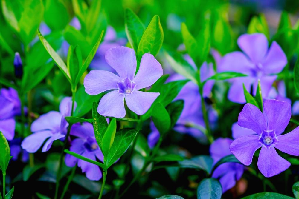vinca minor