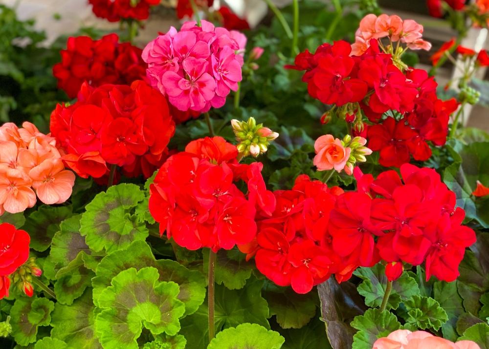 utiliser café pour geraniums