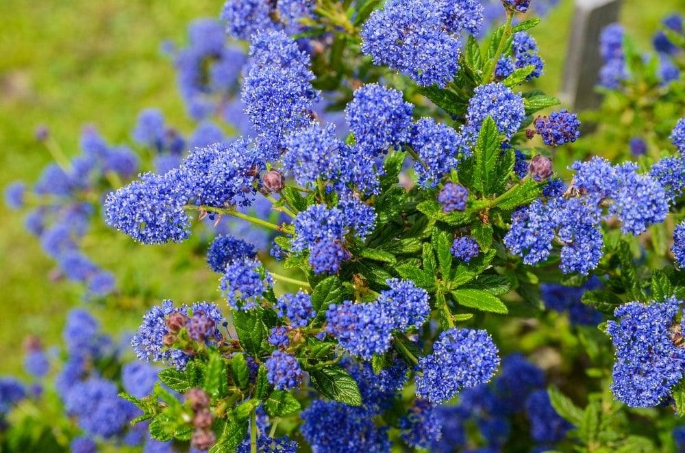 lilas de Californie
