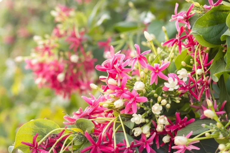 planter chevrefeuille