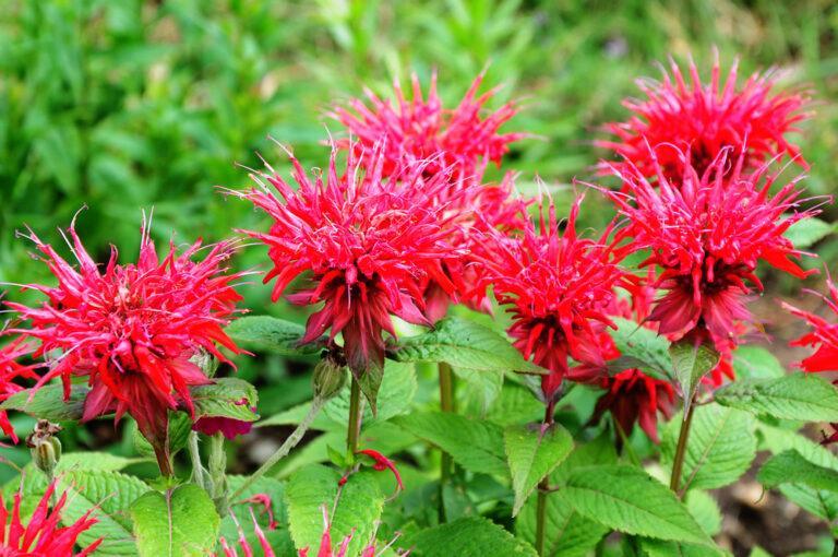 planter monarde
