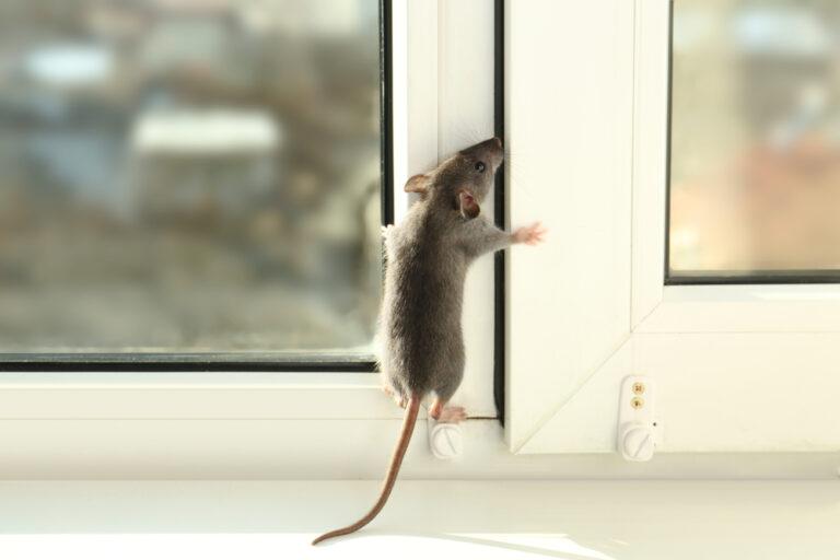 feuille laurier rats et souris