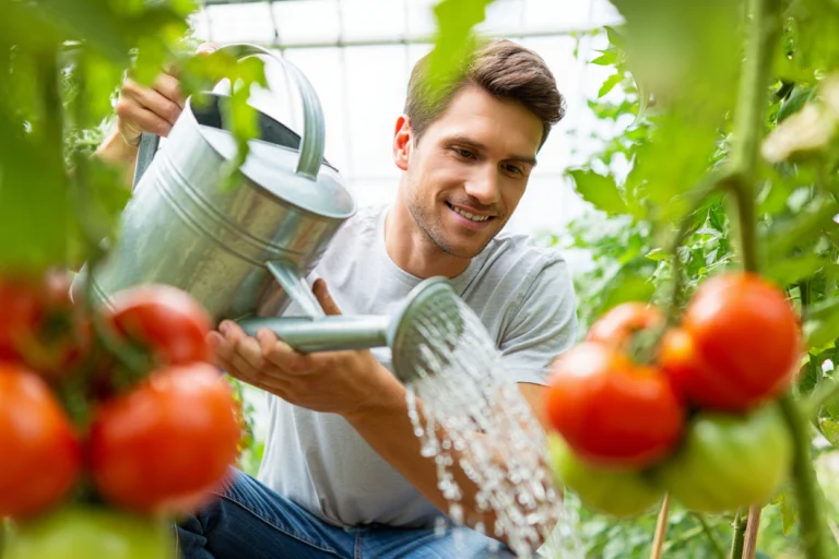 arroser tomates tous les jours