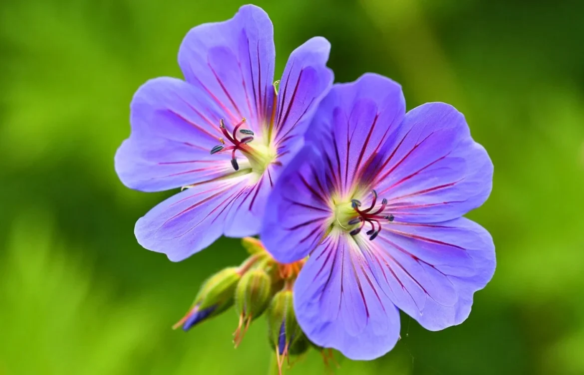 fleur plante du siecle