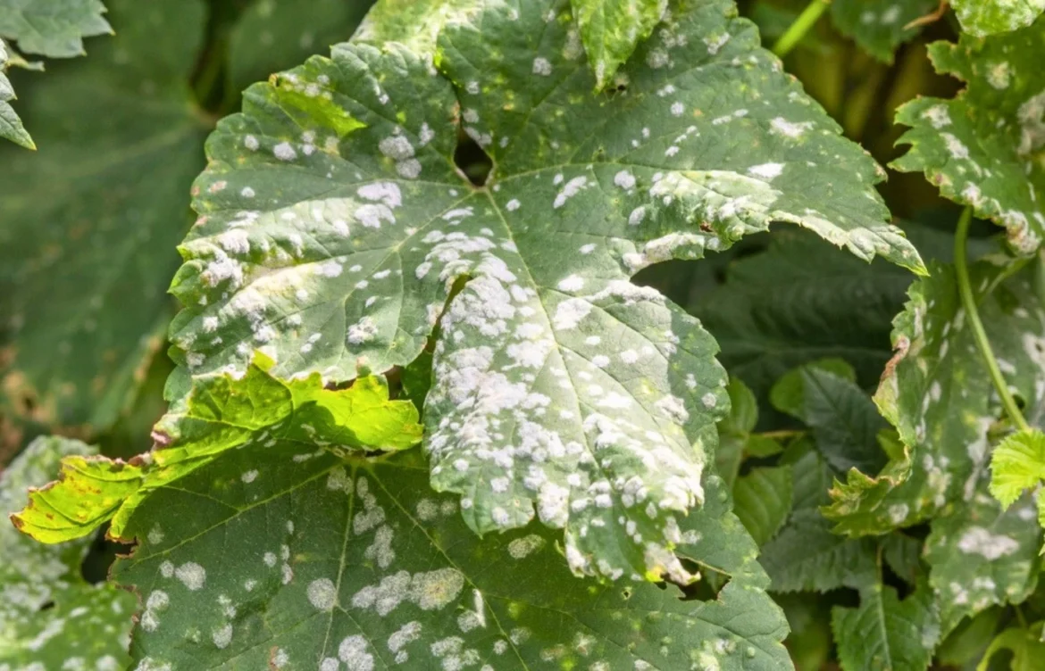 ne laissez pas oidium ruiner plantes