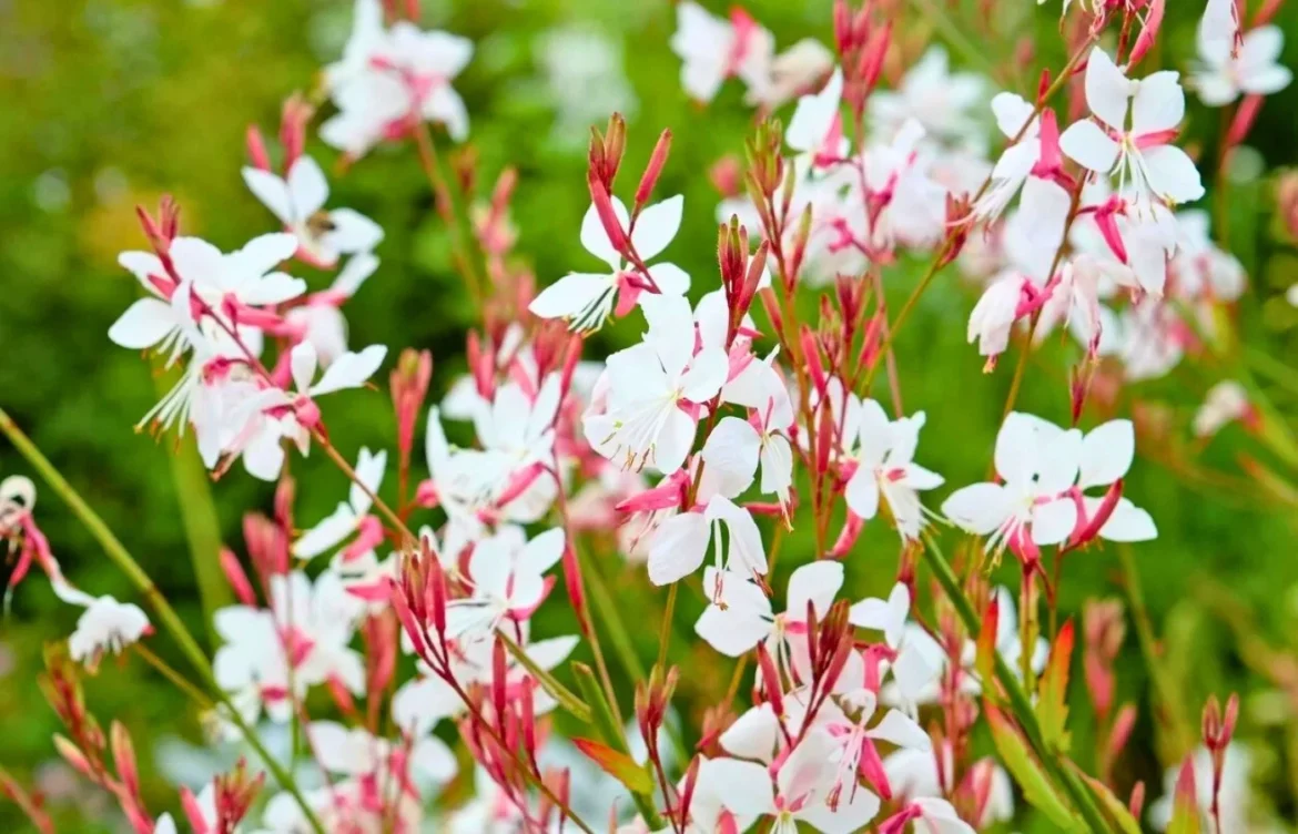 fleur gaura résiste sécheresse