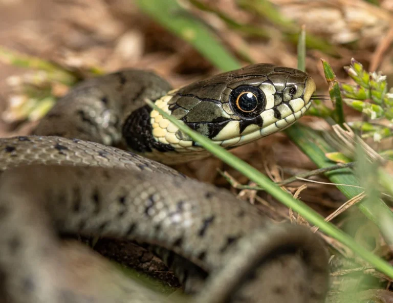 erreurs serpent jardin